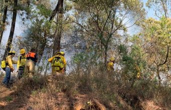 Protección Civil Municipal convoca a cuidar los bosques
