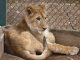 Guanacos y león africano del Zoo de Morelia continúan en observación