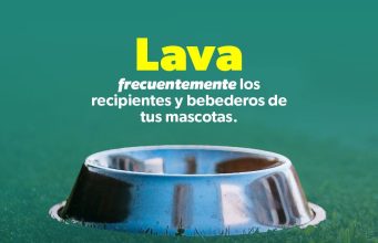 Combate el dengue desde casa con estas sencillas acciones que comparte la SSM