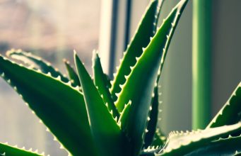 El Áloe Vera en Uruapan: Un tesoro natural de propiedades curativas