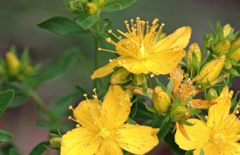 Descubre la Hierba de San Juan en Uruapan: Beneficios y Dónde Conseguirla