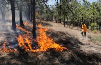 Extinguidos 7 incendios forestales: Cofom